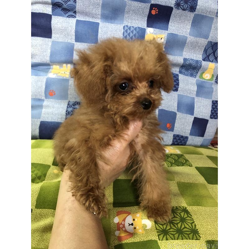 成約済の兵庫県のトイプードル-413445の8枚目