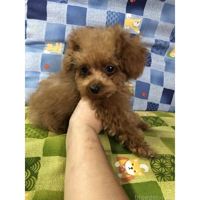 成約済の兵庫県のトイプードル-413445の7枚目