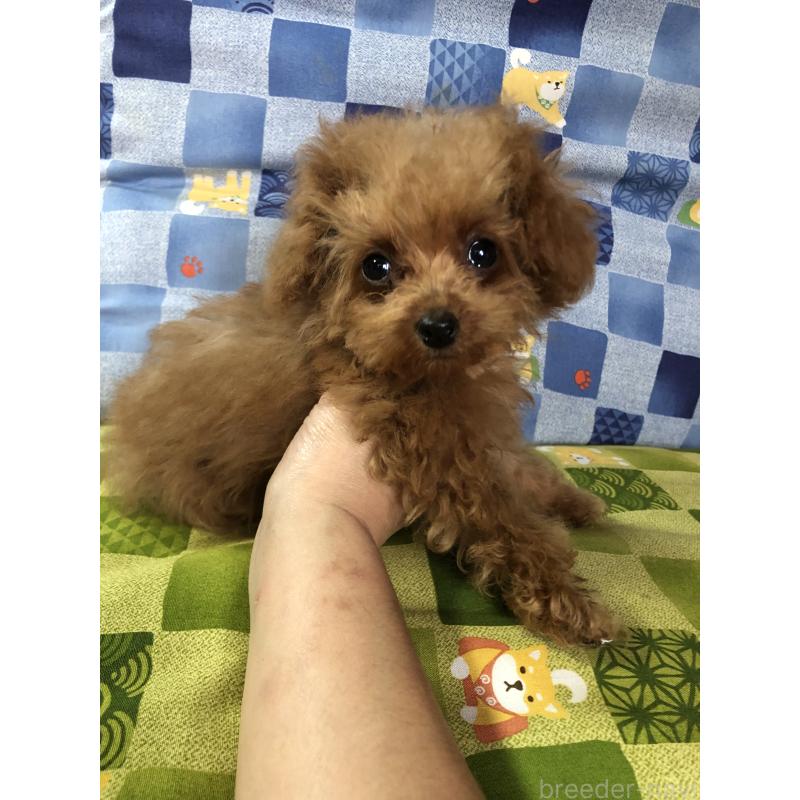 成約済の兵庫県のトイプードル-413445の6枚目