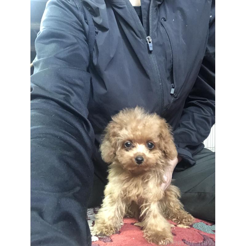 成約済の兵庫県のトイプードル-413445の5枚目