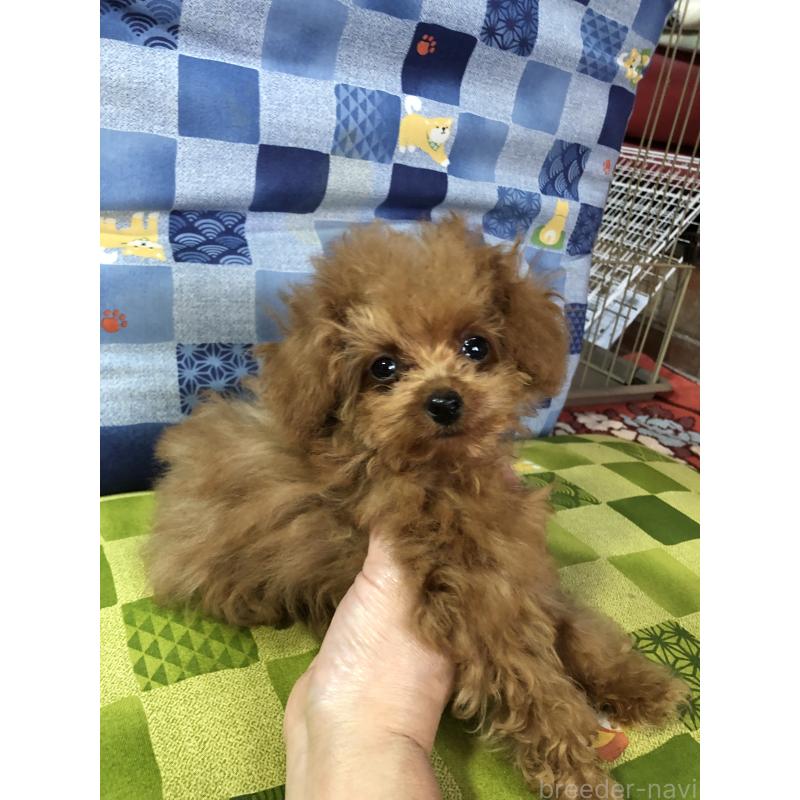 成約済の兵庫県のトイプードル-413445の4枚目