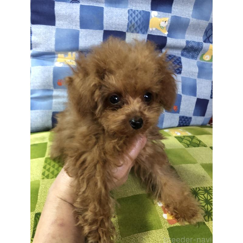 成約済の兵庫県のトイプードル-413445の3枚目