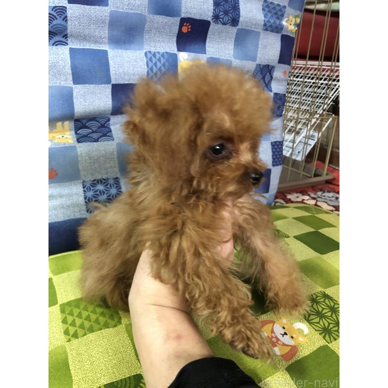 成約済の兵庫県のトイプードル-413445の2枚目