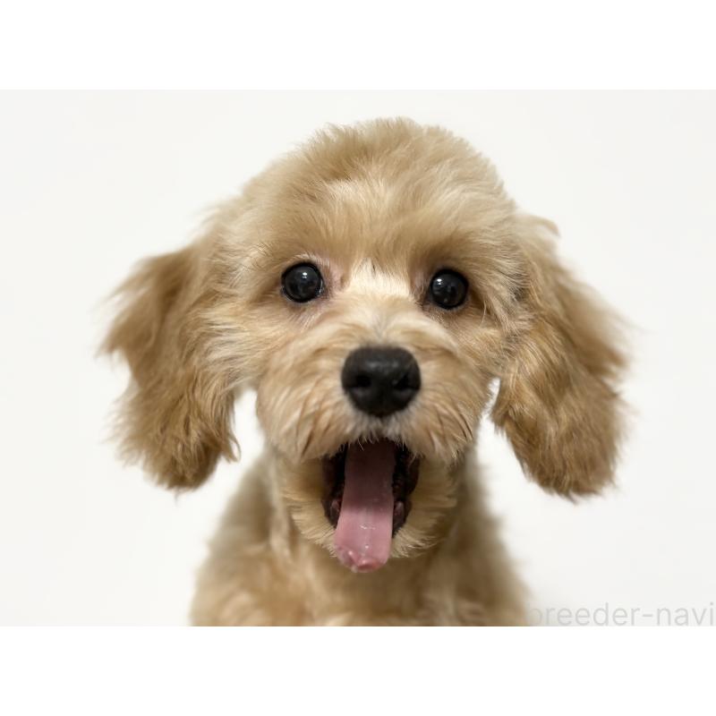 成約済の埼玉県のポメプー:ポメラニアン×トイプードル-414100の4枚目