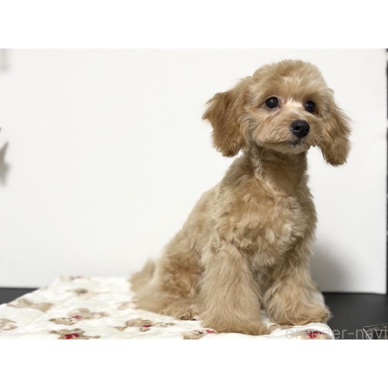 成約済の埼玉県のポメプー:ポメラニアン×トイプードル-414100の3枚目