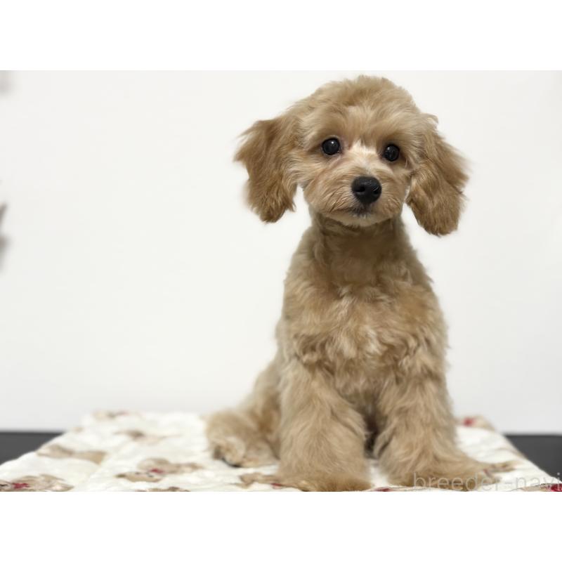 成約済の埼玉県のポメプー:ポメラニアン×トイプードル-414100の2枚目