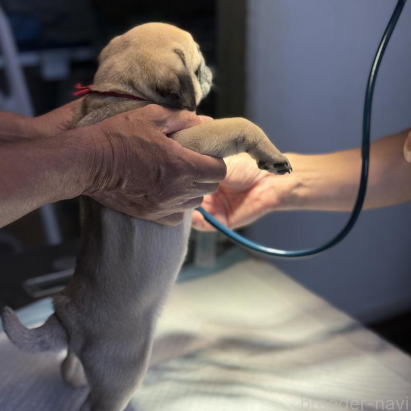 成約済の山口県のパグ-418725の6枚目