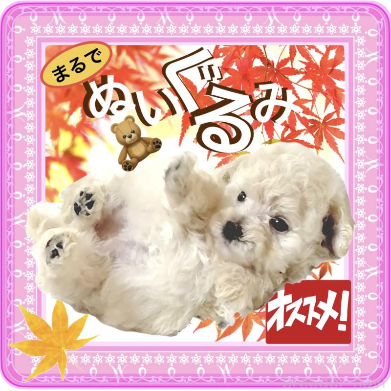 販売中の大阪府のタイニープードル-420906の9枚目