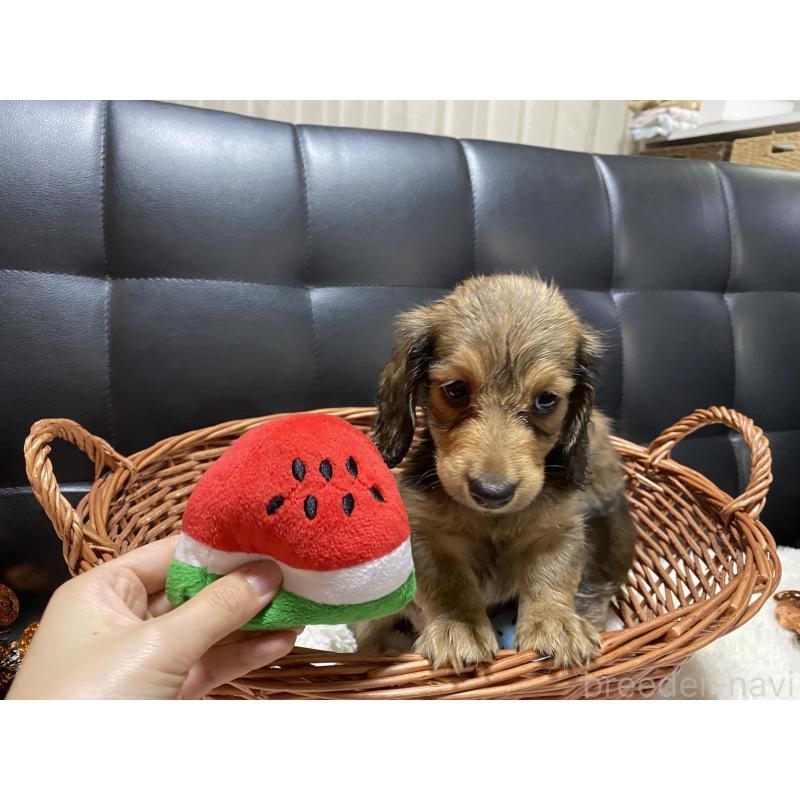 成約済の岐阜県のミニチュアダックスフンド(ロングヘアード)-413680の6枚目