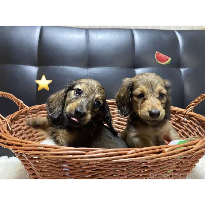 成約済の岐阜県のミニチュアダックスフンド(ロングヘアード)-413680の4枚目