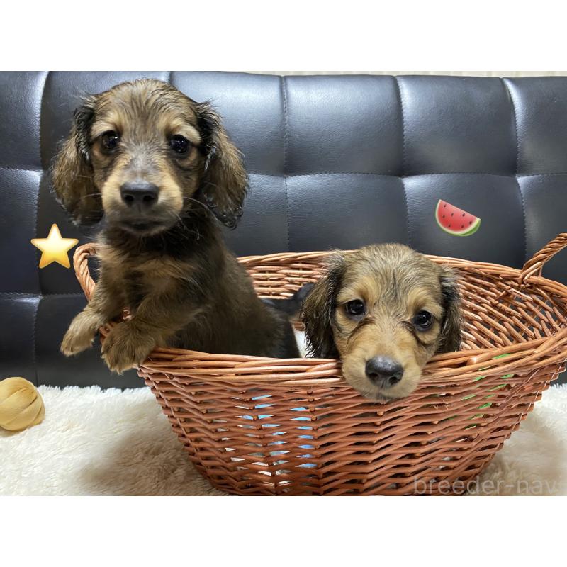 成約済の岐阜県のミニチュアダックスフンド(ロングヘアード)-413680の3枚目