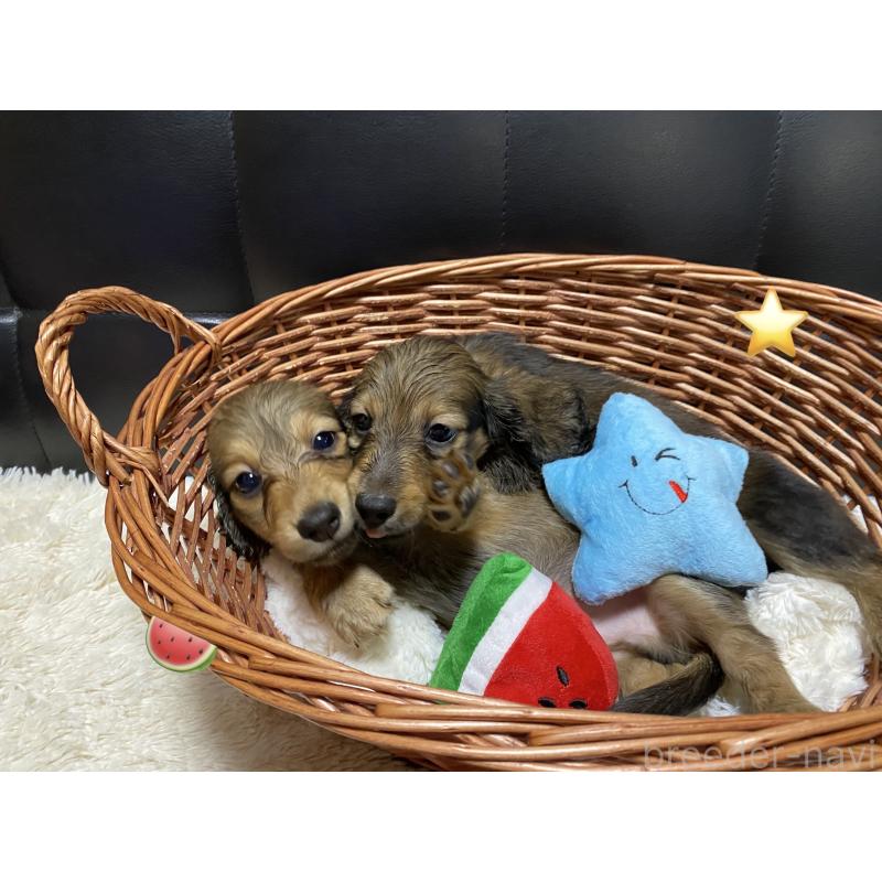 成約済の岐阜県のミニチュアダックスフンド(ロングヘアード)-413680の2枚目