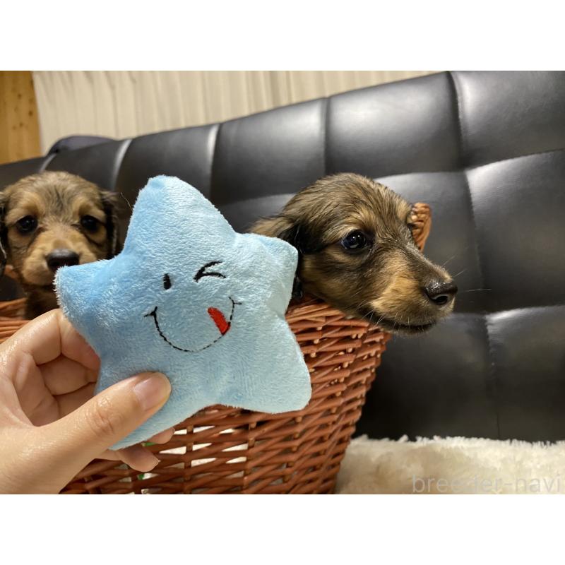 成約済の岐阜県のミニチュアダックスフンド(ロングヘアード)-413678の6枚目