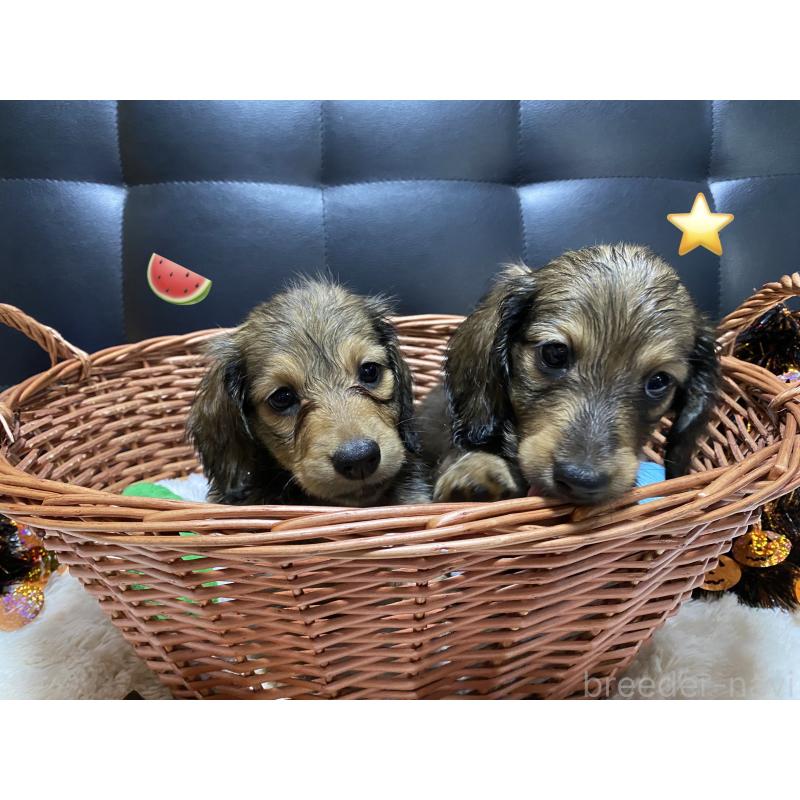 成約済の岐阜県のミニチュアダックスフンド(ロングヘアード)-413678の5枚目