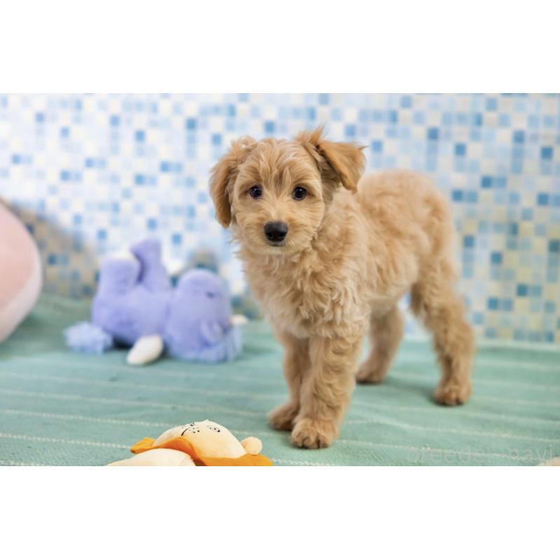 販売中の福岡県のポメプー:ポメラニアン×トイプードル-406555の16枚目