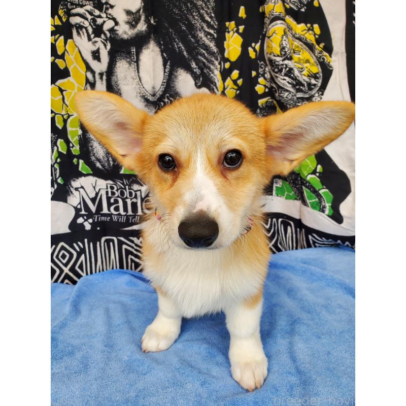 販売中の岩手県のウェルシュコーギーペンブローク-407400