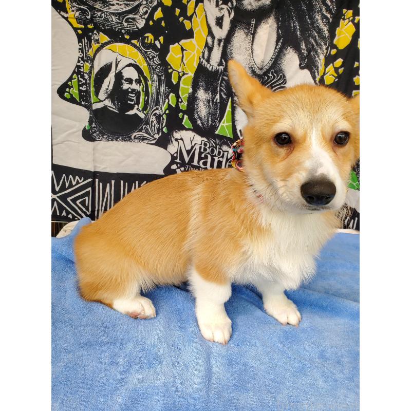 販売中の岩手県のウェルシュコーギーペンブローク-407400の5枚目