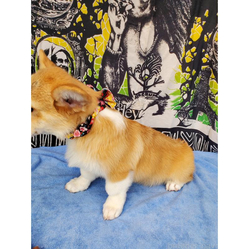 販売中の岩手県のウェルシュコーギーペンブローク-407400の4枚目