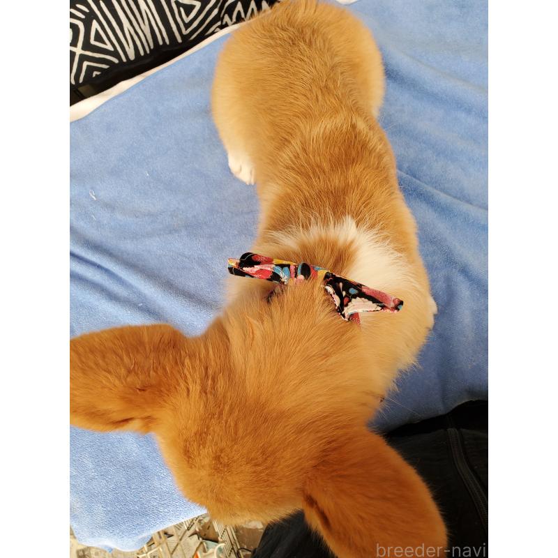 販売中の岩手県のウェルシュコーギーペンブローク-407400の3枚目