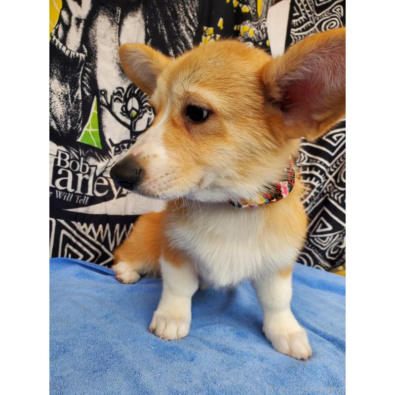 販売中の岩手県のウェルシュコーギーペンブローク-407400の2枚目