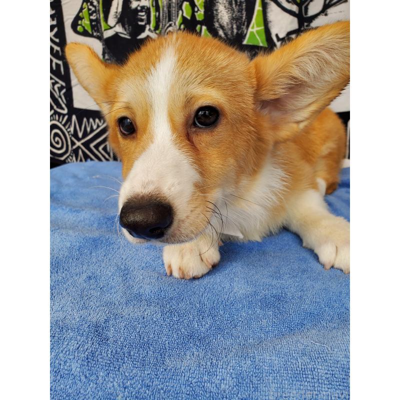 販売中の岩手県のウェルシュコーギーペンブローク-407398