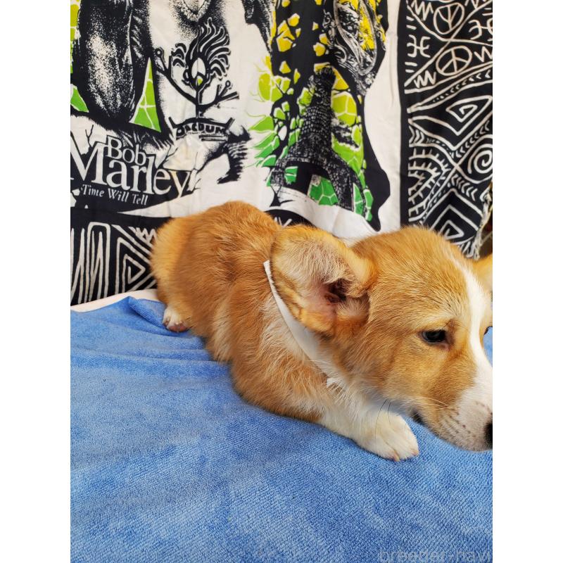 販売中の岩手県のウェルシュコーギーペンブローク-407398の5枚目