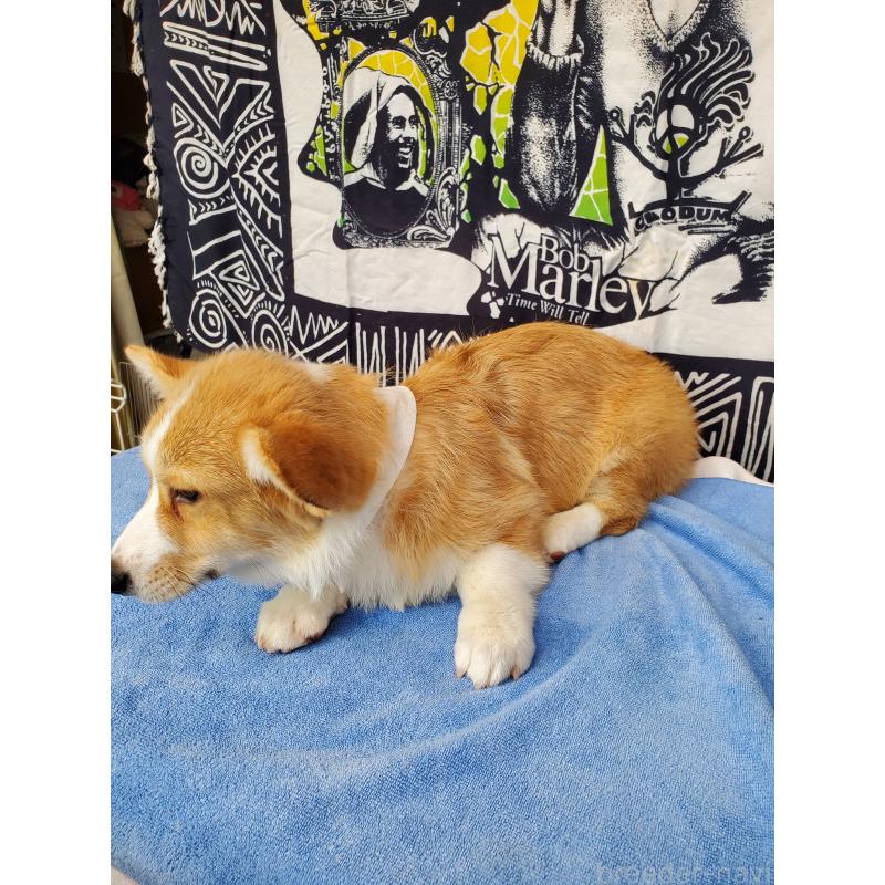 販売中の岩手県のウェルシュコーギーペンブローク-407398の4枚目