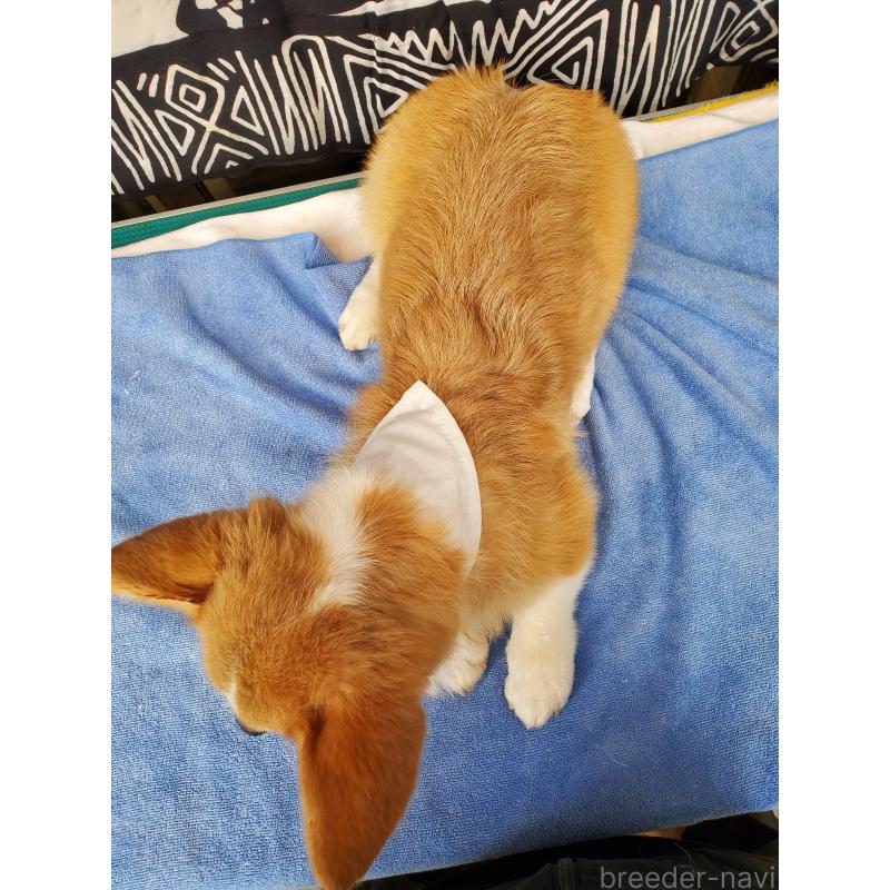 販売中の岩手県のウェルシュコーギーペンブローク-407398の3枚目