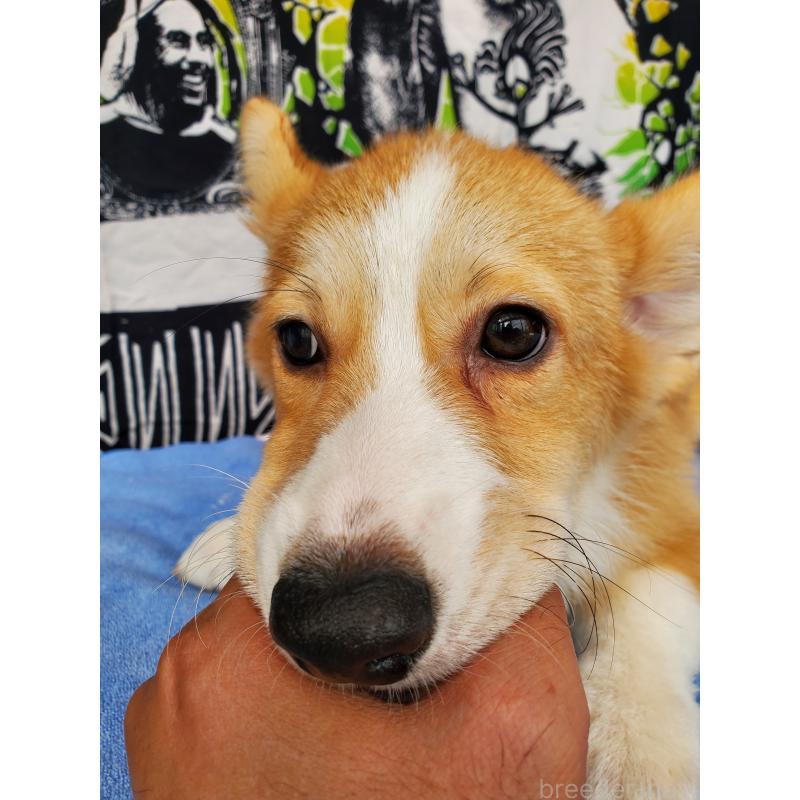 販売中の岩手県のウェルシュコーギーペンブローク-407398の2枚目