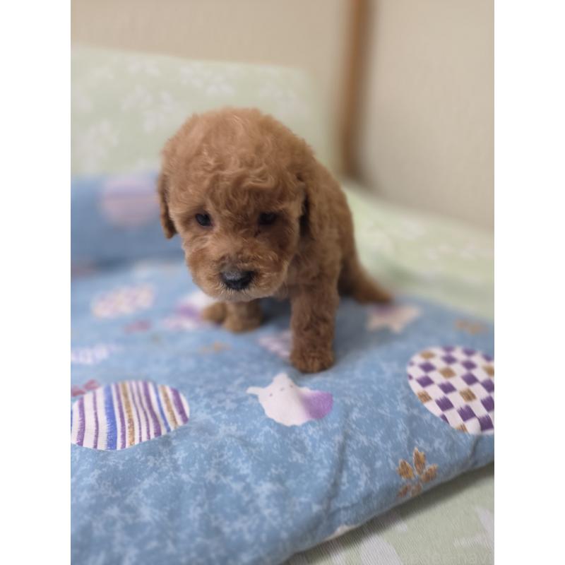 販売中の埼玉県のトイプードル-420926の10枚目