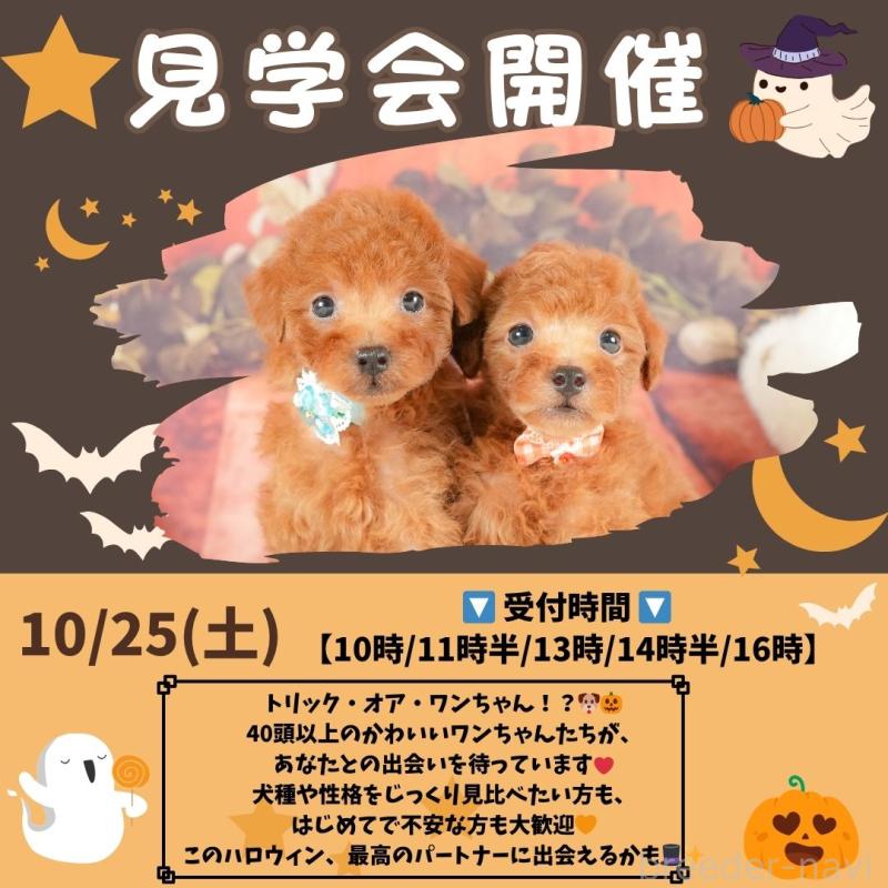 成約済の静岡県のトイプードル-411115の3枚目