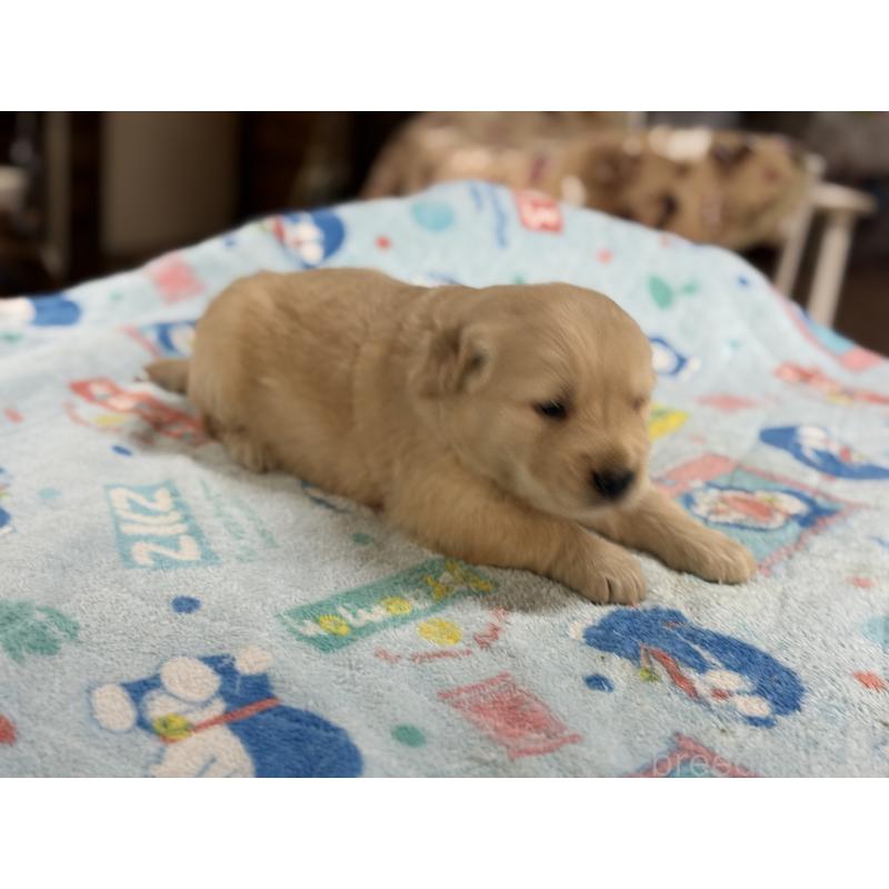 販売中の長野県のゴールデンレトリーバー-420927の5枚目