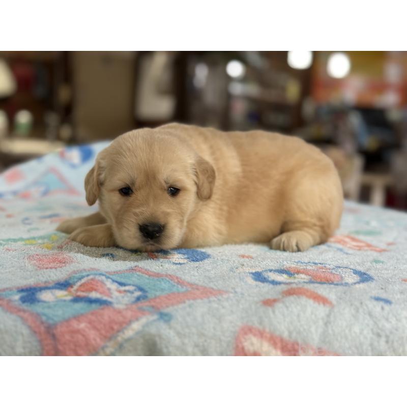 販売中の長野県のゴールデンレトリーバー-420930の4枚目