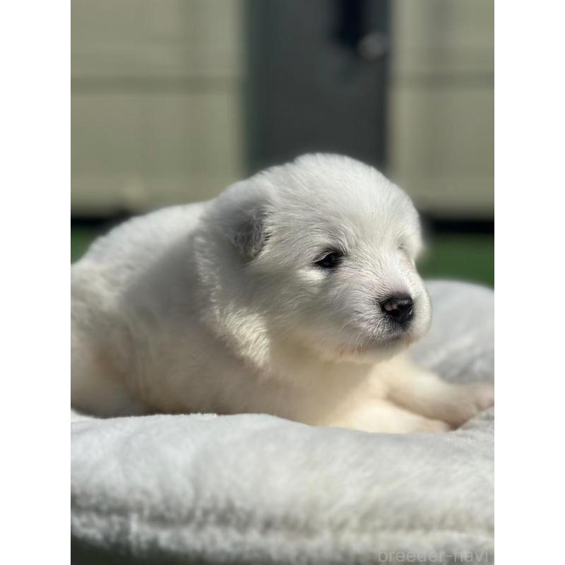 販売中の栃木県のサモエド-420932の8枚目