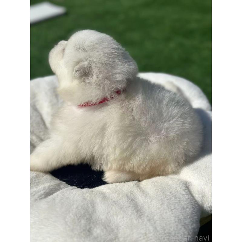 販売中の栃木県のサモエド-420932の7枚目