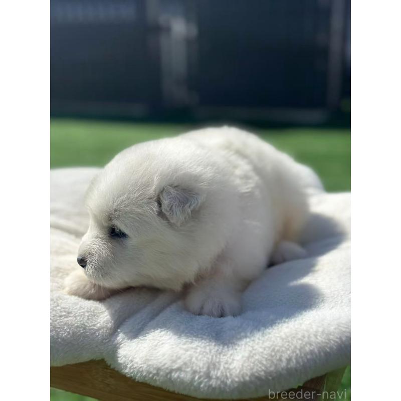 販売中の栃木県のサモエド-420932の6枚目