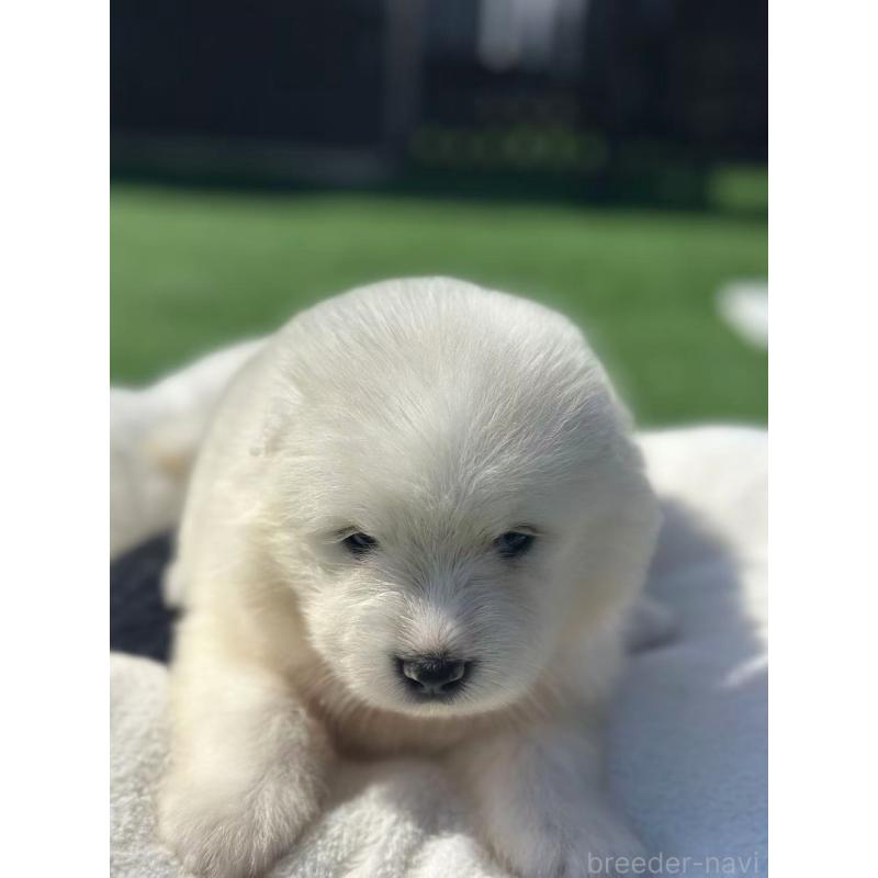 販売中の栃木県のサモエド-420932の5枚目