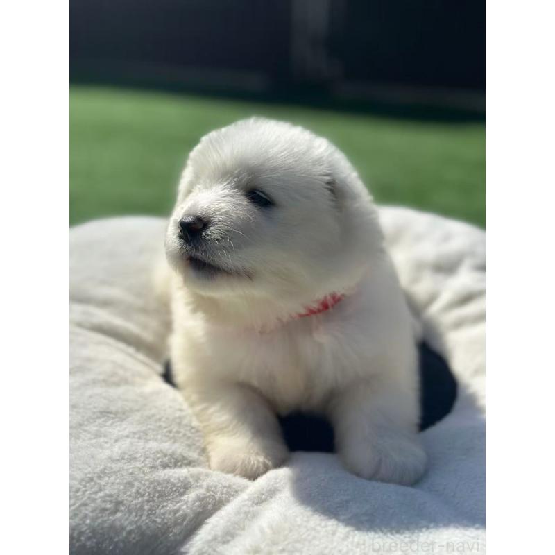 販売中の栃木県のサモエド-420932の4枚目