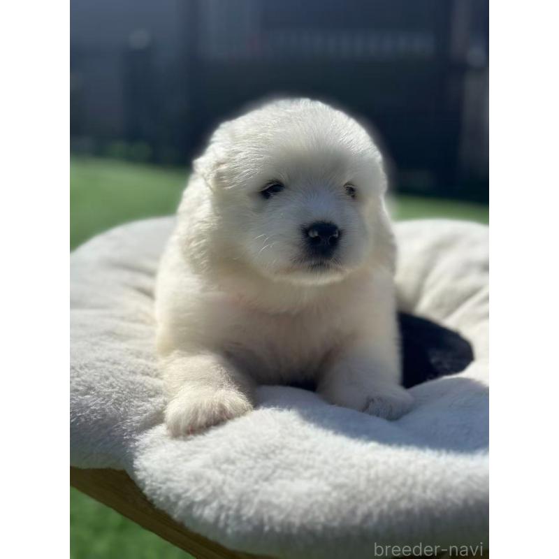 販売中の栃木県のサモエド-420932の3枚目