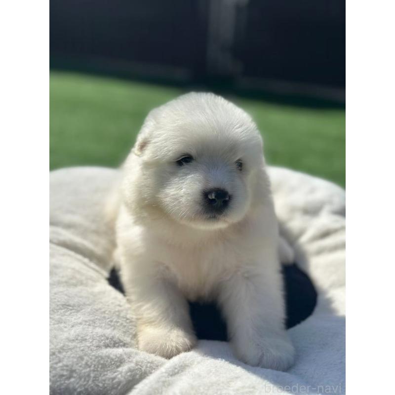 販売中の栃木県のサモエド-420932の2枚目