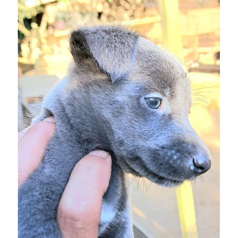 販売中の千葉県のミックス犬-416291の21枚目