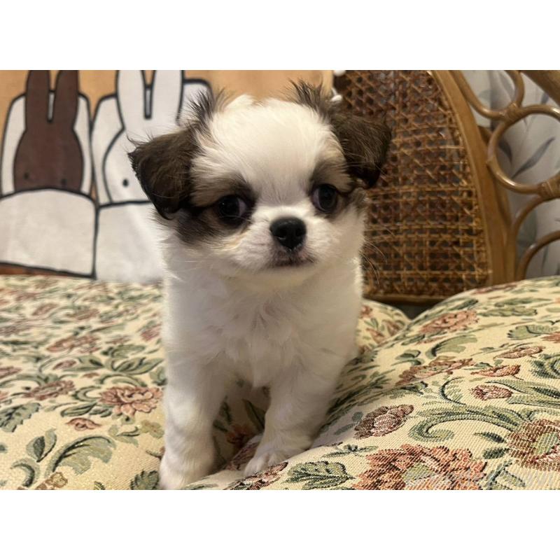 販売中の大阪府のミックス犬-420931の1枚目