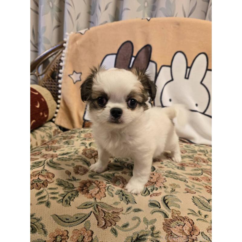 販売中の大阪府のミックス犬-420931の8枚目