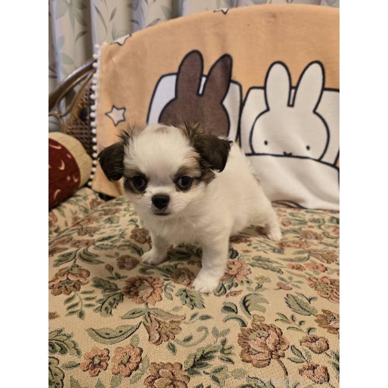 販売中の大阪府のミックス犬-420931の7枚目