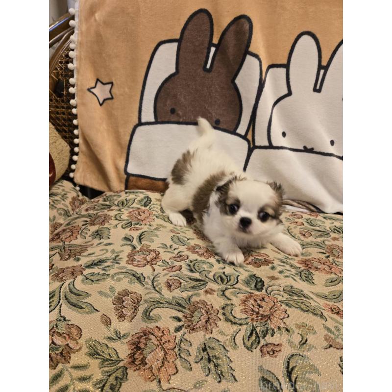 販売中の大阪府のミックス犬-420931の6枚目