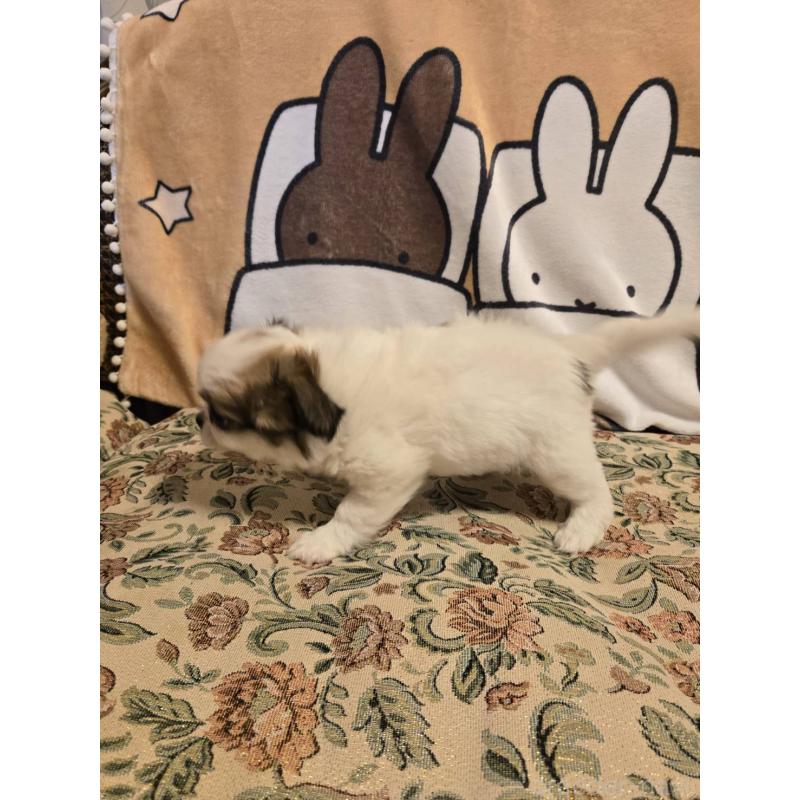 販売中の大阪府のミックス犬-420931の4枚目