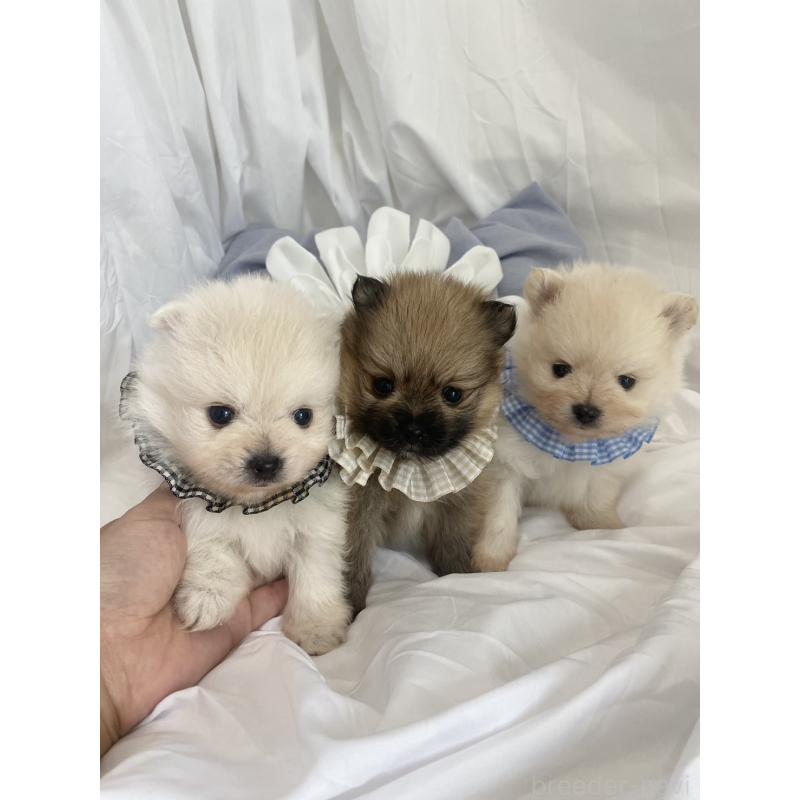 商談中の兵庫県のポメラニアン-414760の2枚目