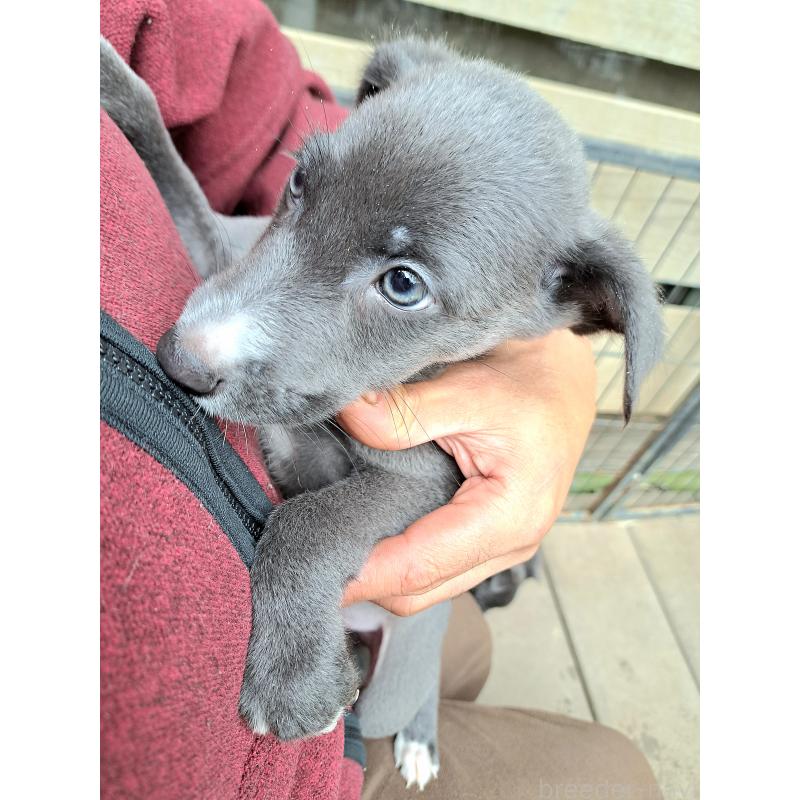 成約済の千葉県のミックス犬-416277の3枚目