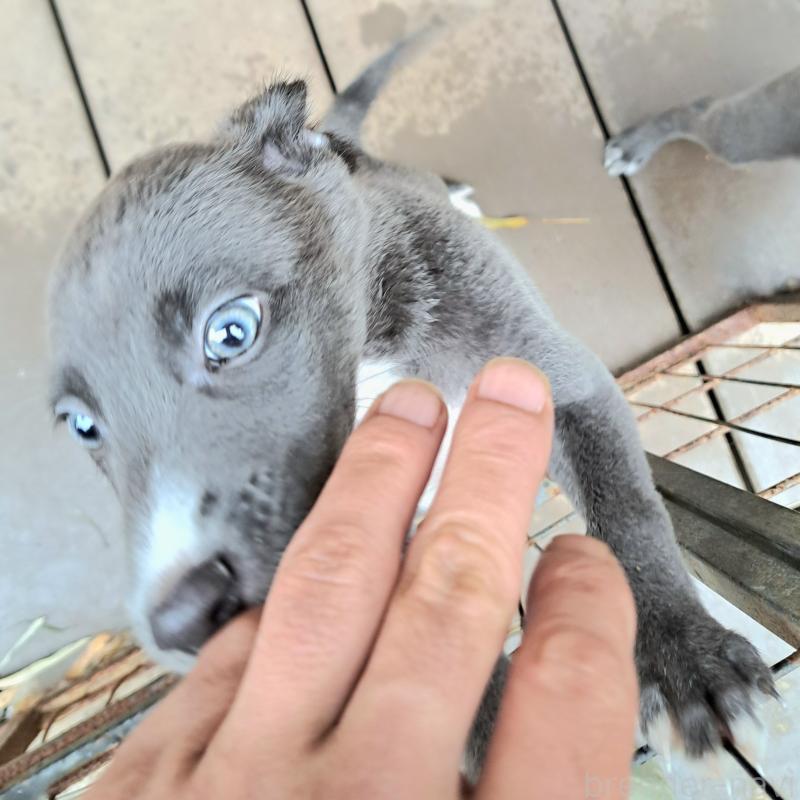 成約済の千葉県のミックス犬-416277の2枚目