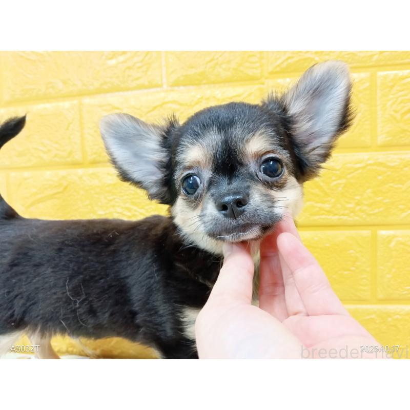 販売中の千葉県のチワワ(ロングコート)-404128の26枚目